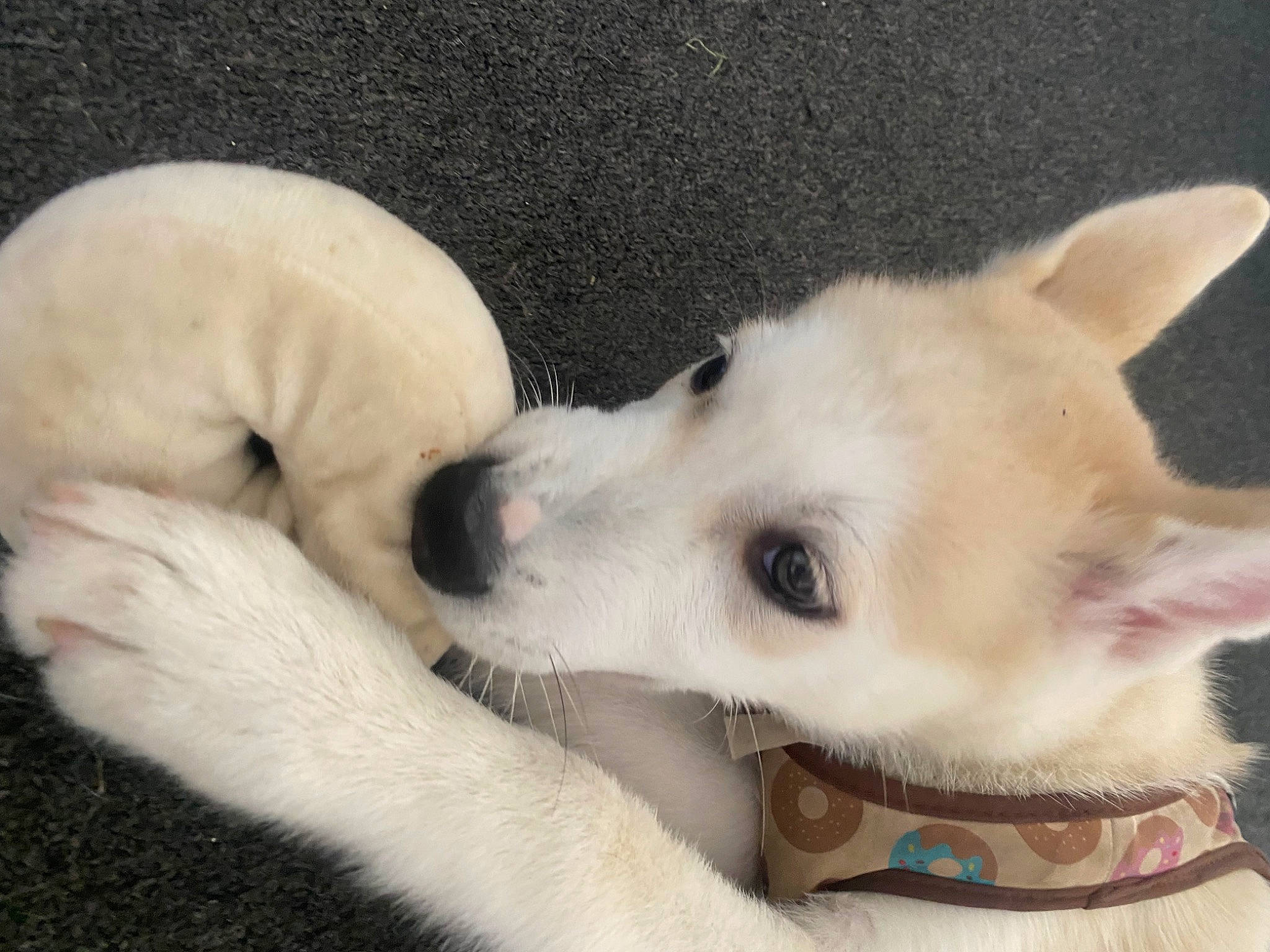 Rolo is registered to the contest to win money with this photo: canidae, carnivore, collar, comfort, companion_dog, dog, dog_breed, dog_collar, dog_supply, fawn, fur, japanese_spitz, non_sporting_group, paw, puppy_love, snout, sporting_group, whiskers, working_animal, working_dog