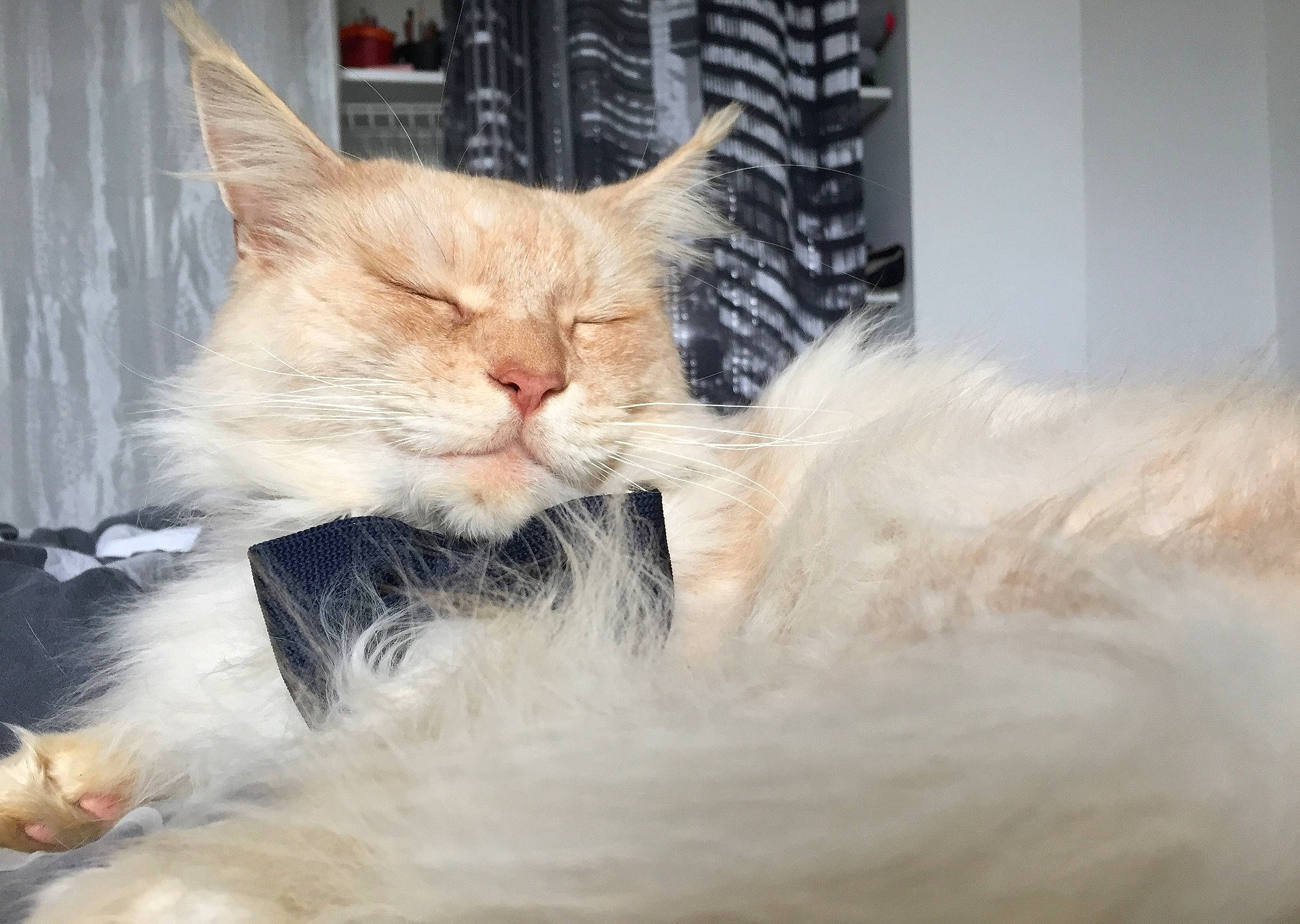 Jumangie a rejoint le concours — aidez-le/la à gagner de superbes lots ! carnivore, cat, domestic_long_haired_cat, ear, fawn, felidae, fur, kitten, maine_coon, mammal, norwegian_forest_cat, ragamuffin, sky, small_to_medium_sized_cats, snout, tail, turkish_angora, turkish_van, whiskers