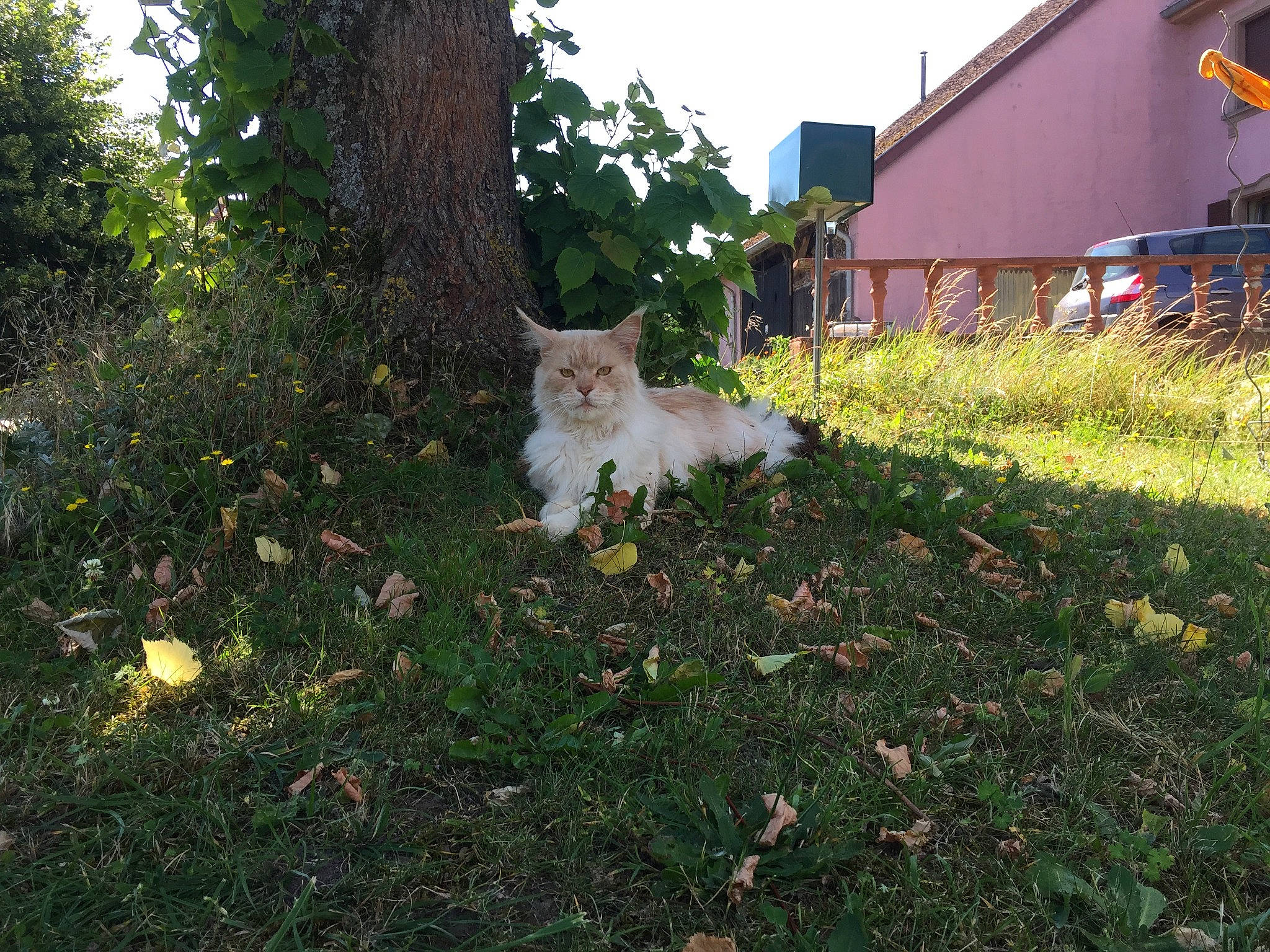 Jumangie a rejoint le concours — aidez-le/la à gagner de superbes lots ! backyard, berger_blanc_suisse, canidae, carnivore, cat, dog, dog_breed, fawn, garden, grass, home, lawn, leaf, plant, shrub, tail, turkish_van, west_highland_white_terrier, white_shepherd, yard