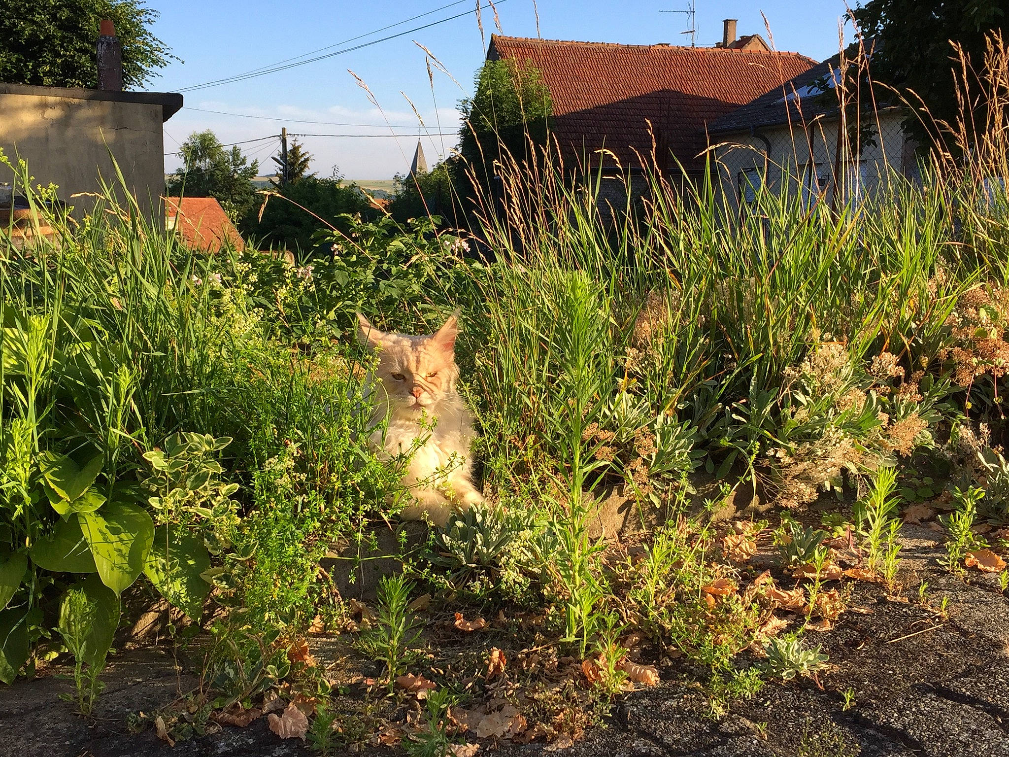 Jumangie a rejoint le concours — aidez-le/la à gagner de superbes lots ! canidae, carnivore, cat, fawn, felidae, flower, garden, grass, grass_family, home, house, plant, plant_community, shrub, shrubland, small_to_medium_sized_cats, sunlight, tail, tree