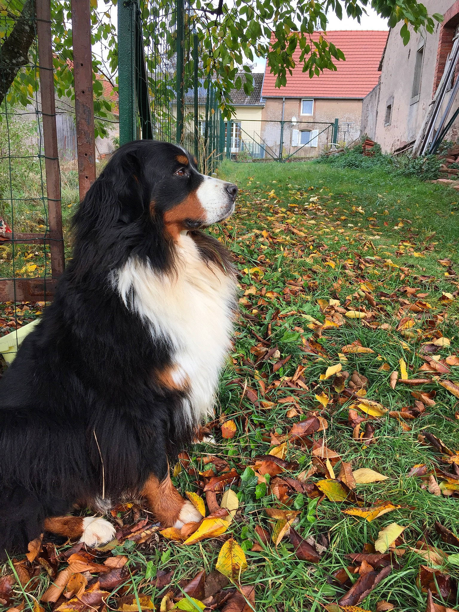 Didi a rejoint le concours — aidez-le/la à gagner de superbes lots ! australian_shepherd, bernese_mountain_dog, canidae, carnivore, companion_dog, dog, dog_breed, english_shepherd, mammal, plant, vertebrate