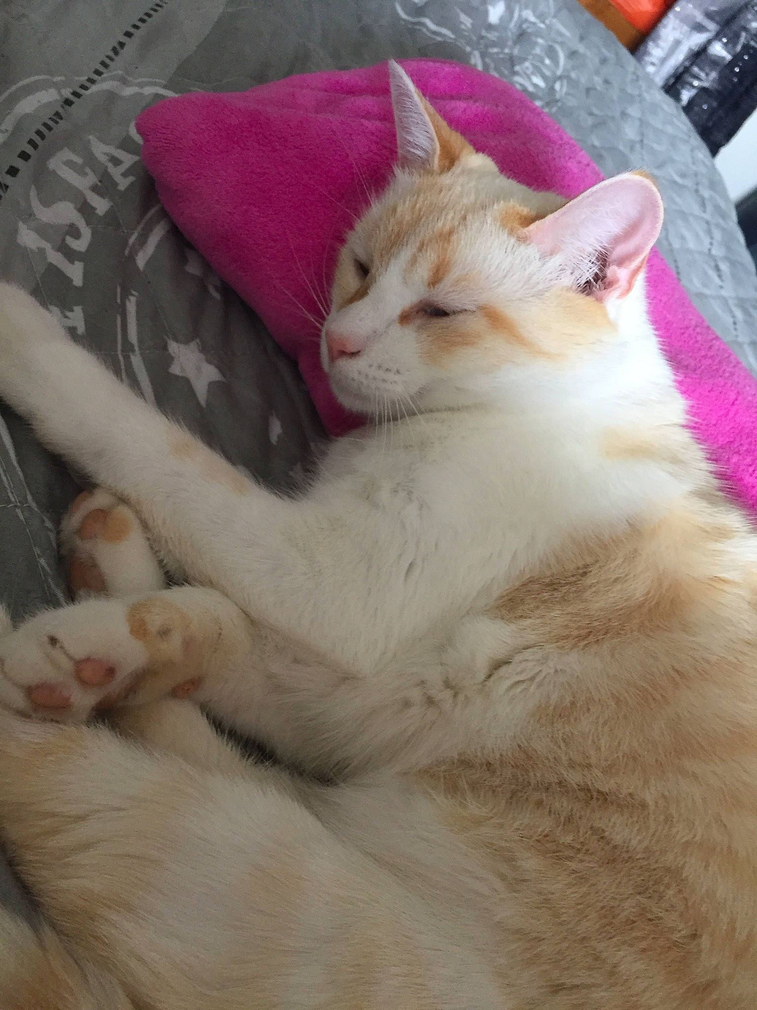 Loli a rejoint le concours — aidez-le/la à gagner de superbes lots ! aegean_cat, asian, burmilla, carnivore, cat, colorpoint_shorthair, domestic_short_haired_cat, european_shorthair, fawn, felidae, fur, khao_manee, kitten, mammal, polydactyl_cat, small_to_medium_sized_cats, tail, turkish_angora, turkish_van, whiskers