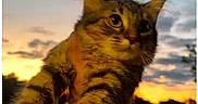 Billu is registered to the contest to win money with this photo: cat, tabby, feline, animal, pet, close_up, portrait, whiskers, ears, fur, striped_fur, green_eyes, alert, sitting, outdoor, sunset, sky, clouds, silhouette, warm_lighting
