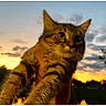cat, tabby, feline, animal, pet, close_up, portrait, whiskers, ears, fur, striped_fur, green_eyes, alert, sitting, outdoor, sunset, sky, clouds, silhouette, warm_lighting