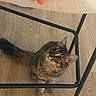 Billu joined the competition — help win amazing prizes! cat, tabby, fluffy, fur, whiskers, green_eyes, animal, pet, indoors, wood_floor, chair, furniture, legs, seated, looking_up, curious, portrait, vertical_photo, home, cute