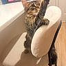Billu is registered to the contest to win money with this photo: cat, kitten, tabby_cat, fluffy, fur, whiskers, ears, tail, sitting, climbing, chair, furniture, indoor, home, room, white_chair, cartoon, portrait, cute, playful