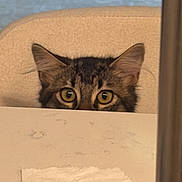 Billu joined the competition — help win amazing prizes! cat, kitten, tabby, fluffy, animal, pet, face, eyes, ears, peeking, hiding, curious, indoors, bathroom, tissues, toilet_paper, countertop, mirror, portrait, warm_lighting