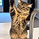 Billu