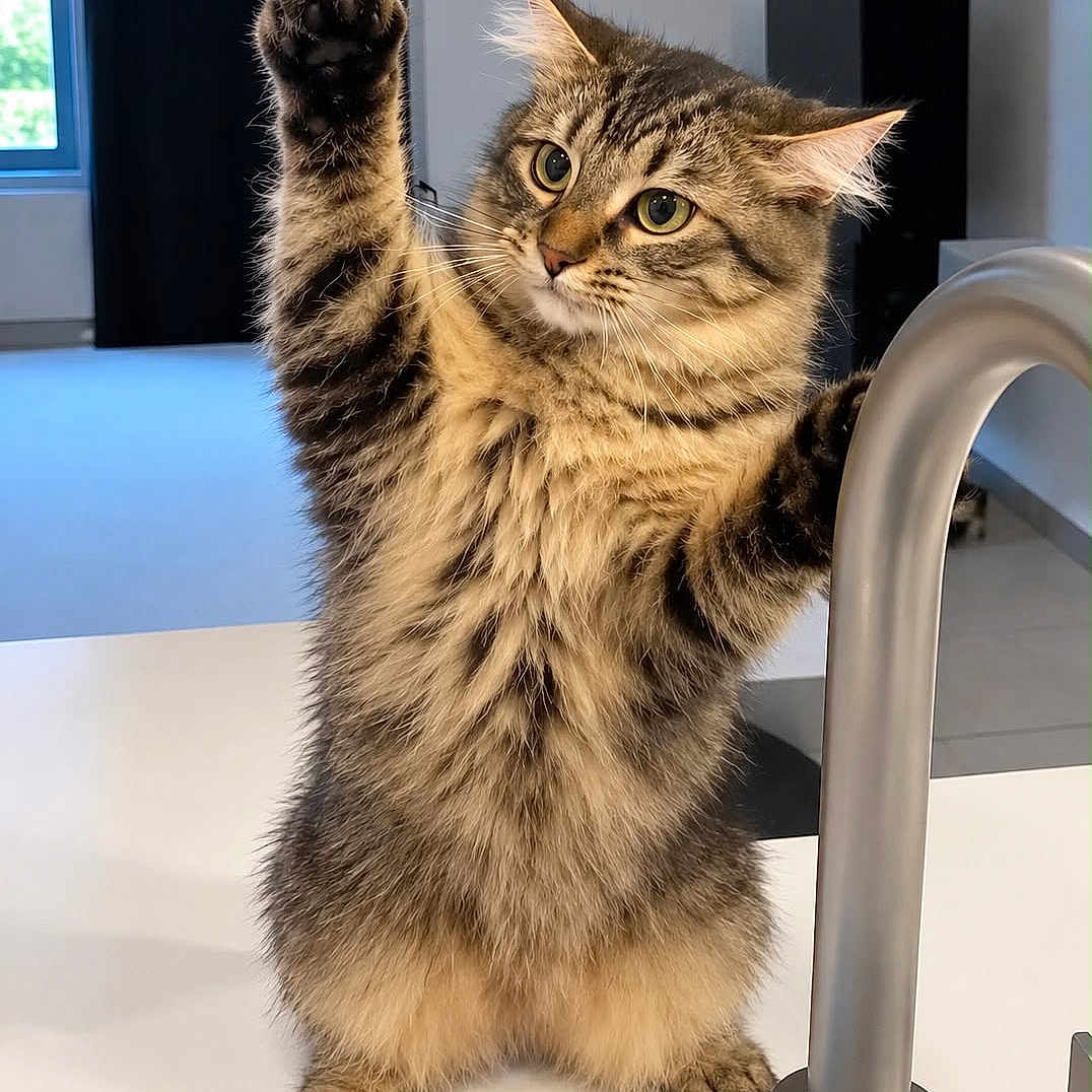 Billu is registered to the contest to win money with this photo: cat, tabby, fluffy, furry, standing, raised_paw, indoors, kitchen, sink, faucet, blue_bowl, countertop, home, portrait, pet, whiskers, ears, green_eyes, long_hair, funny_pose
