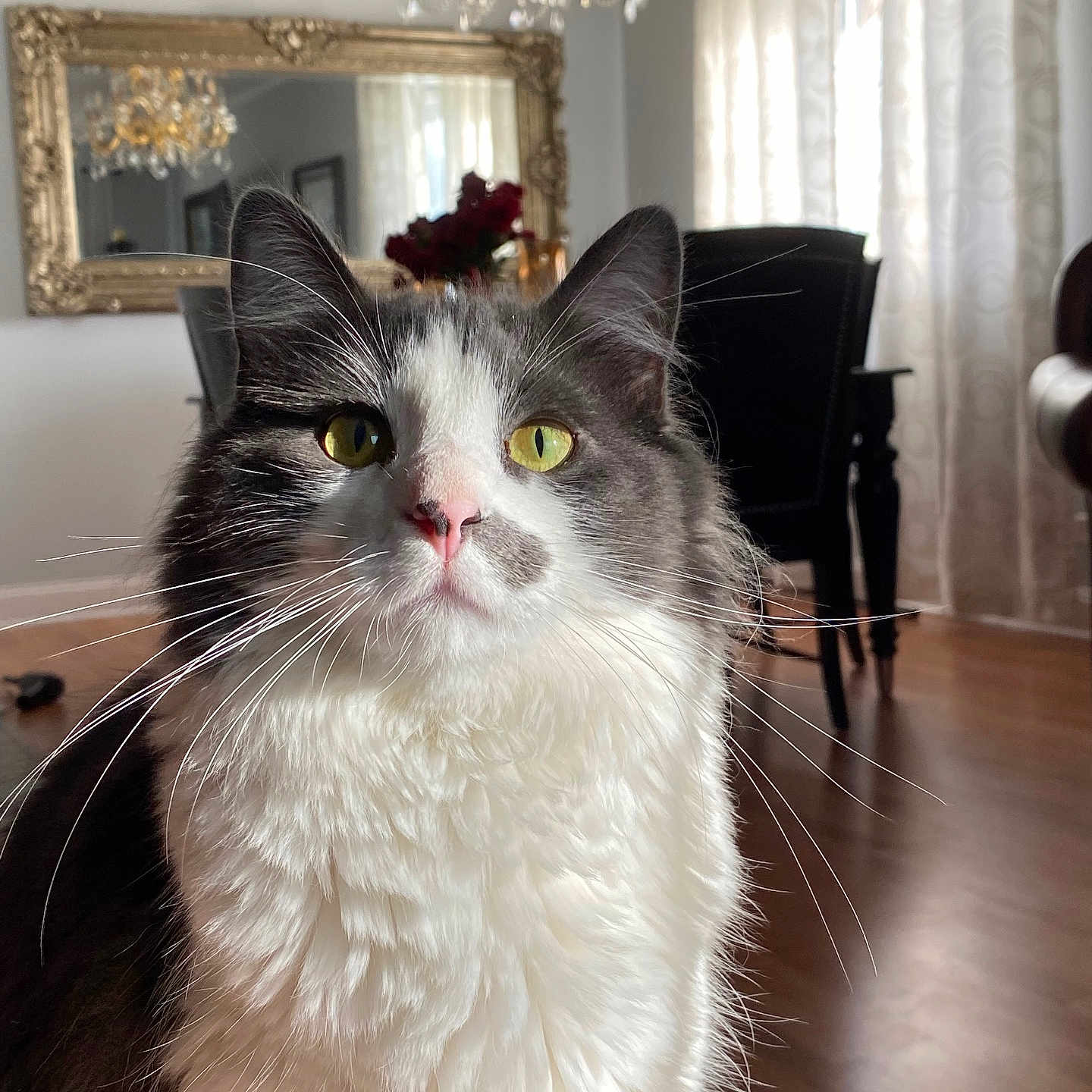 Pierre