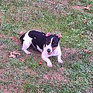 Coby Jack Johnson is registered to the contest to win money with this photo: dog, grass, outdoor, black_and_white, pet, animal, playful, ears, lying_down, nature, leaves, autumn, canine, mammal, smiling, friendly, fur, daylight, field, ground