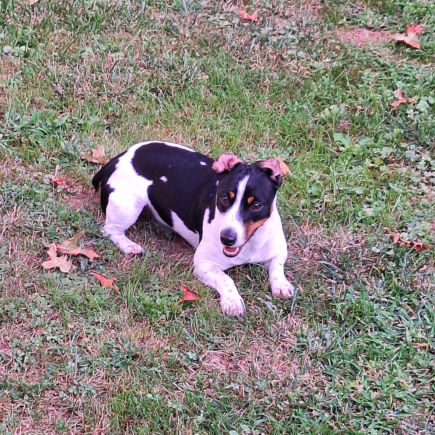 Coby Jack Johnson is registered to the contest to win money with this photo: animal, autumn, black_and_white, canine, daylight, dog, ears, field, friendly, fur, grass, ground, leaves, lying_down, mammal, nature, outdoor, pet, playful, smiling
