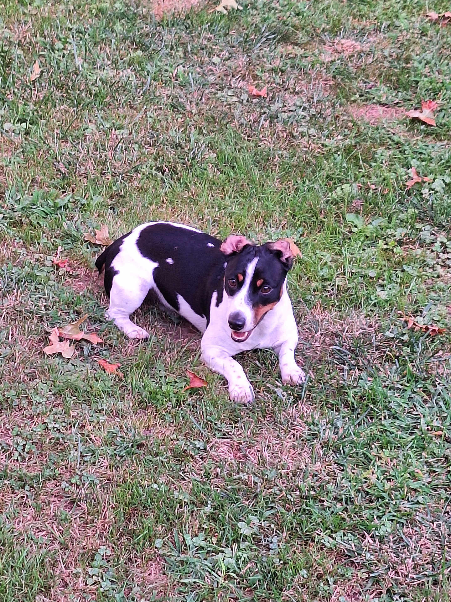 Coby Jack Johnson is registered to the contest to win money with this photo: dog, grass, outdoor, black_and_white, pet, animal, playful, ears, lying_down, nature, leaves, autumn, canine, mammal, smiling, friendly, fur, daylight, field, ground