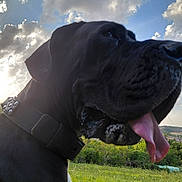 Hestia a rejoint le concours — aidez-le/la à gagner de superbes lots ! dog, black_dog, large_dog, mastiff, canine, pet, animal, close_up, portrait, tongue, drooling, collar, outdoor, landscape, hills, village, countryside, clouds, blue_sky, grass