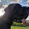 dog, black_dog, large_dog, mastiff, canine, pet, animal, close_up, portrait, tongue, drooling, collar, outdoor, landscape, hills, village, countryside, clouds, blue_sky, grass