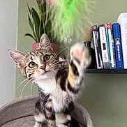 Chipie participe au concours pour gagner de l'argent avec cette photo : cat, kitten, tabby, paw, playful, indoor, plant, bookshelf, books, toy, feather, curious, pet, feline, whiskers, ears, fur, sitting, closeup, home