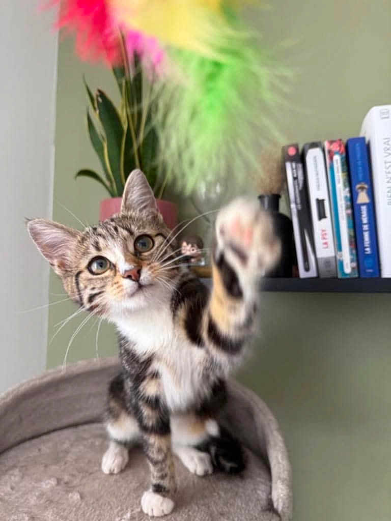 Chipie participe au concours pour gagner de l'argent avec cette photo : cat, kitten, tabby, paw, playful, indoor, plant, bookshelf, books, toy, feather, curious, pet, feline, whiskers, ears, fur, sitting, closeup, home