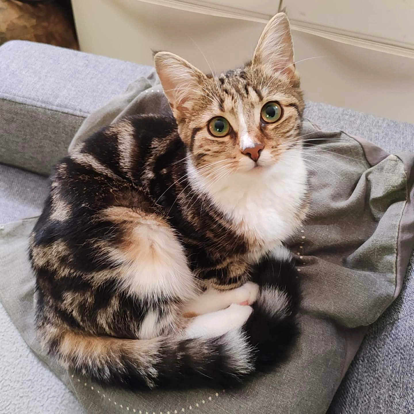 Chipie participe au concours pour gagner de l'argent avec cette photo : cat, companion, cozy, curled_up, cute, domestic_animal, ears, fabric, feline, fur, gray_couch, green_eyes, household, indoor, looking_at_camera, pet, resting, tabby, tail, whiskers