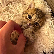 Fils a rejoint le concours — aidez-le/la à gagner de superbes lots ! kitten, cat, pet, fur, cute, playful, hand, finger, soft, shaggy_rug, animal, young, small, domestic_animal, whiskers, ears, paws, indoor, closeup, adorable