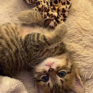 Winnie a rejoint le concours — aidez-le/la à gagner de superbes lots ! kitten, cat, tabby, fluffy, cute, pet, animal, feline, soft, blanket, leopard_print, fabric, paws, eyes, indoor, cozy, sleeping, young, fur, playful