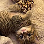 kitten, cat, tabby, fluffy, cute, pet, animal, feline, soft, blanket, leopard_print, fabric, paws, eyes, indoor, cozy, sleeping, young, fur, playful