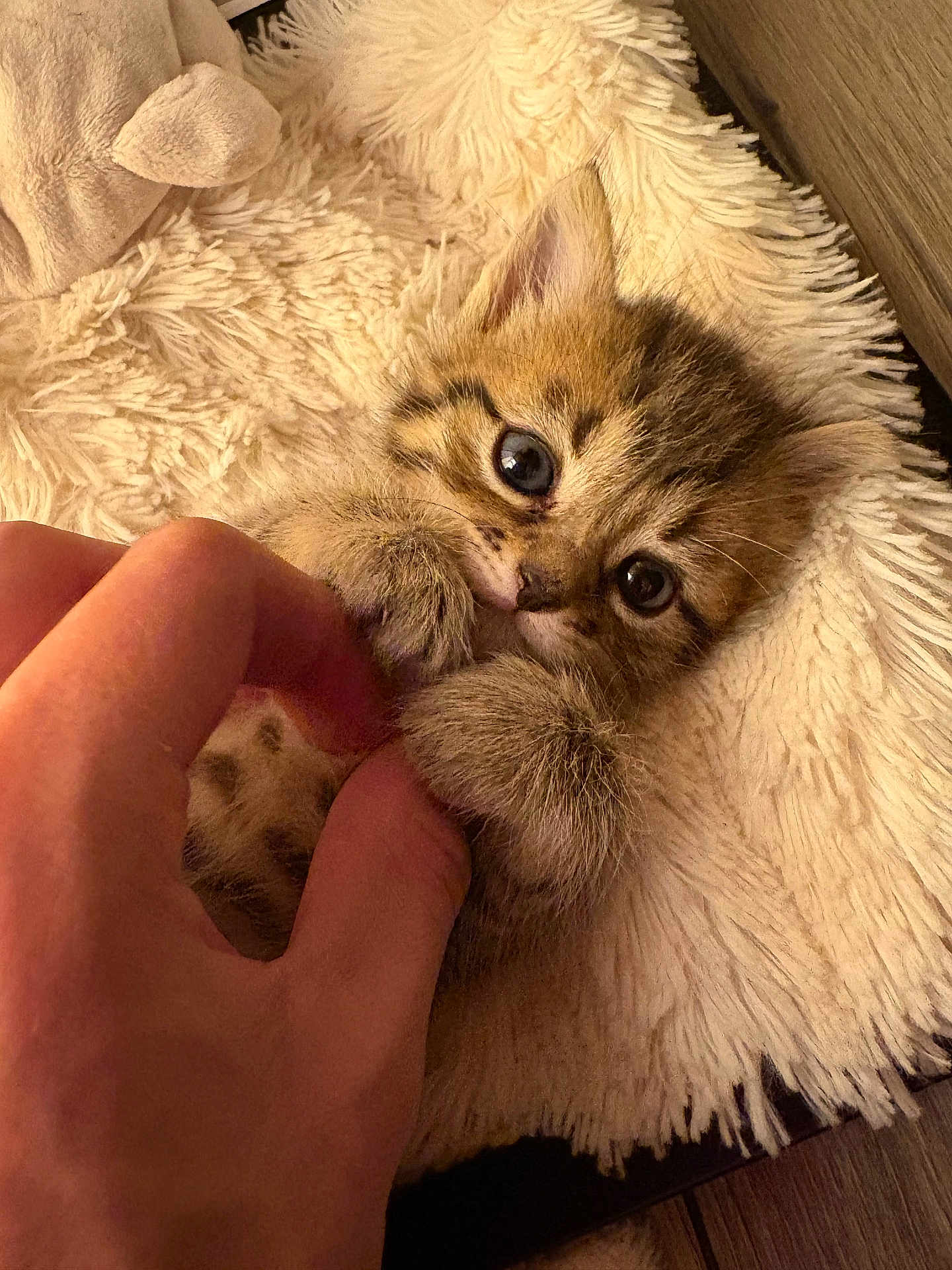 Winim participe au concours pour gagner de l'argent avec cette photo : bed, big_eyes, blanket, cat, close_up, cozy, cute, fur, hand, human_hand, indoor, kitten, paws, pet, playing, plush, portrait, small, snuggling, whiskers