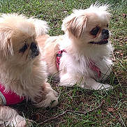 Jo Dean joined the competition — help win amazing prizes! dogs, puppies, small_dogs, fluffy, cream_colored, outdoor, grass, lawn, sitting, lying_down, pink_harness, leash, pet, companion_animals, shih_tzu, long_hair, black_nose, tongue, cute, animal_photography