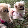 dogs, puppies, small_dogs, fluffy, cream_colored, outdoor, grass, lawn, sitting, lying_down, pink_harness, leash, pet, companion_animals, shih_tzu, long_hair, black_nose, tongue, cute, animal_photography