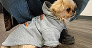 Jo Dean is registered to the contest to win money with this photo: dog, small_dog, fluffy, long_hair, hoodie, clothing, pet, animal, sitting, lying_down, floor, indoor, human, jeans, boots, wood_floor, portrait, cute, fashion, companion