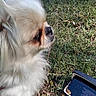 Jo Dean is registered to the contest to win money with this photo: dog, small_dog, white_fur, fluffy, long_hair, sitting, outdoor, grass, lawn, fallen_leaves, sunlight, pet, animal, portrait, profile, black_nose, dark_eyes, smartphone, technology, nature