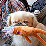 Jo Dean is registered to the contest to win money with this photo: dog, puppy, fluffy, white_fur, small_dog, toy, plush_toy, orange_toy, chewing, holding, face, eyes, nose, whiskers, indoor, portrait, close_up, plaid_fabric, chair, cozy