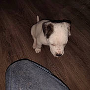 James Earl Ray joined the competition — help win amazing prizes! puppy, dog, white_fur, brown_patches, pet, animal, sitting, floor, wooden_floor, indoors, portrait, looking_up, small_dog, short_fur, floppy_ears, tail, paws, denim, human, home