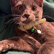Leonidas is registered to the contest to win money with this photo: cat, gray_cat, whiskers, collar, bell, pet, animal, feline, closeup, face, ears, green_collar, lying_down, indoor, curious, wide_eyes, soft_light, blanket, relaxed, cute