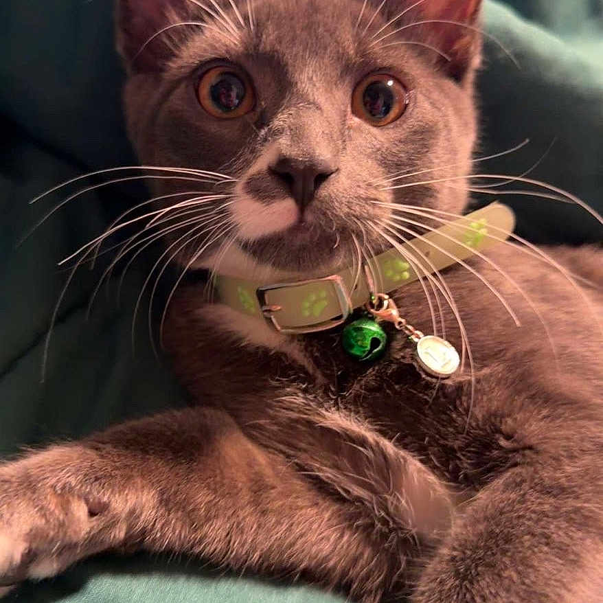 Leonidas