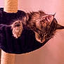 cat, tabby, sleeping, feline, pet, cozy, hammock, scratching_post, fur, whiskers, indoor, relaxed, animal, claws, ears, paw, closeup, resting, quiet, soft_lighting