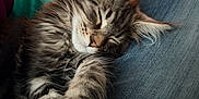 Ares a rejoint le concours — aidez-le/la à gagner de superbes lots ! kitten, sleeping, cat, fluffy, paw, closeup, indoor, denim, lap, relaxing, cute, feline, pet, animal, cozy, resting, whiskers, soft, young, comfort