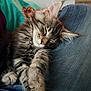 kitten, sleeping, cat, fluffy, paw, closeup, indoor, denim, lap, relaxing, cute, feline, pet, animal, cozy, resting, whiskers, soft, young, comfort