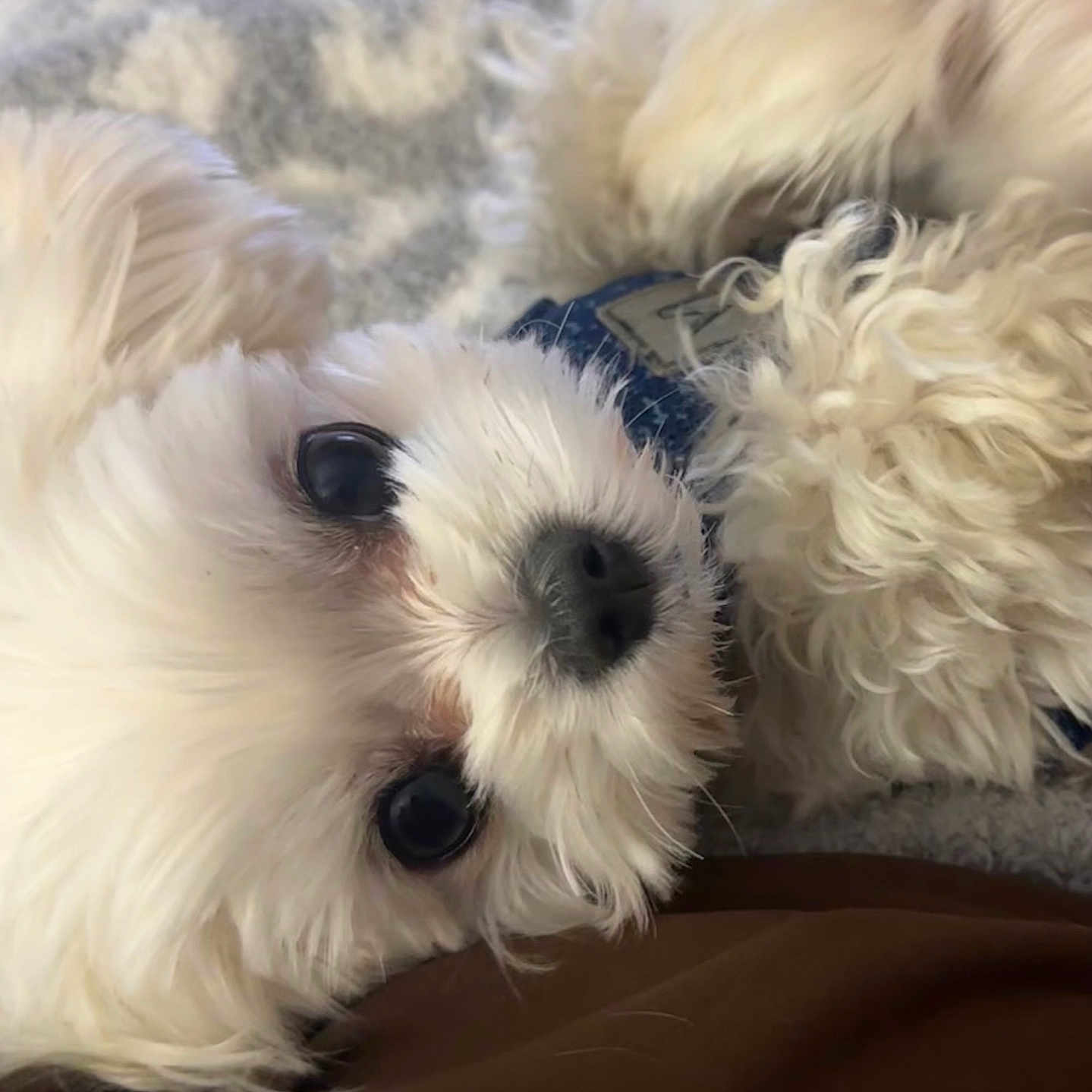 Casey is registered to the contest to win money with this photo: dog, white_dog, fluffy, curly_fur, pet, cute, lying_down, close_up, animal, eyes, nose, fur, indoors, soft_surface, cozy, portrait, friendly, companion, adorable, mammal