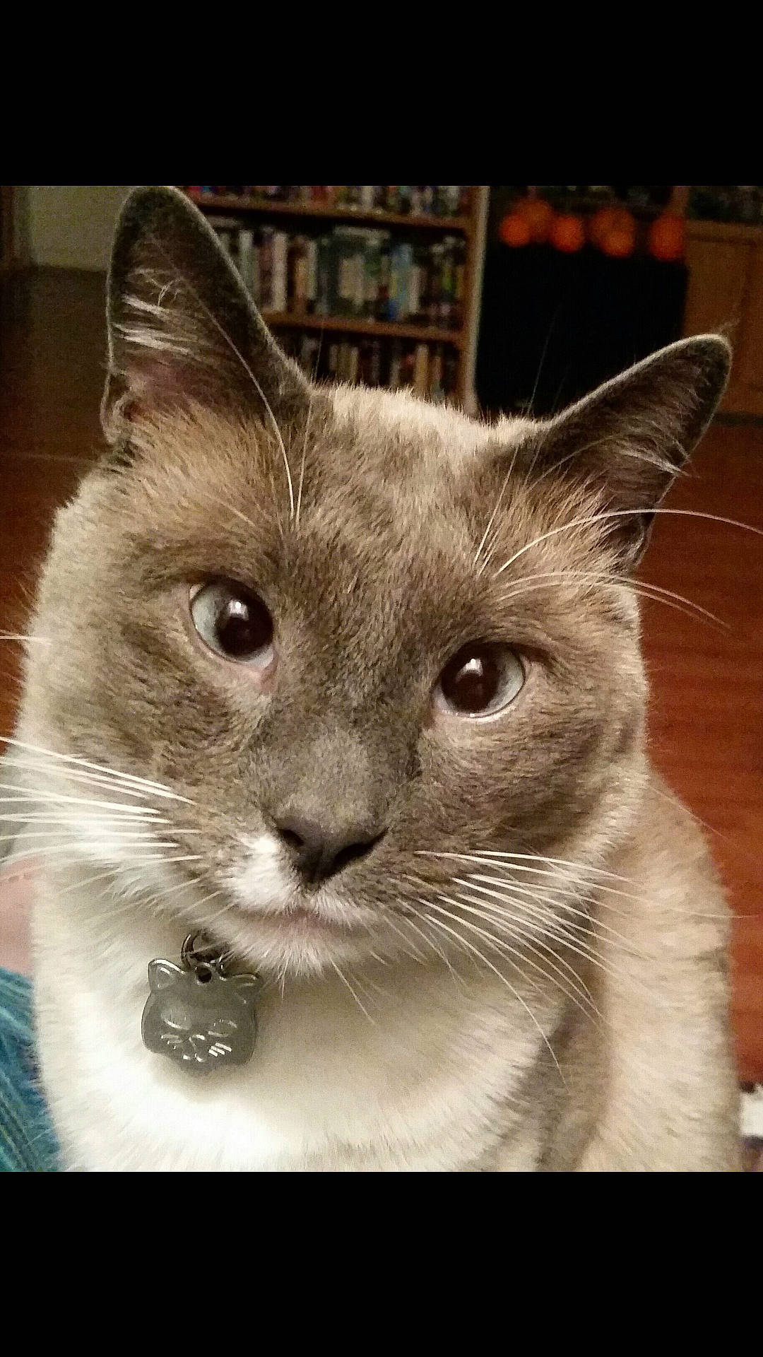 Kenai joined the competition — help win amazing prizes! box, carnivore, cat, curious, domestic_short_haired_cat, ear, felidae, fur, iris, paw, photo_caption, small_to_medium_sized_cats, snout, terrestrial_animal, whiskers