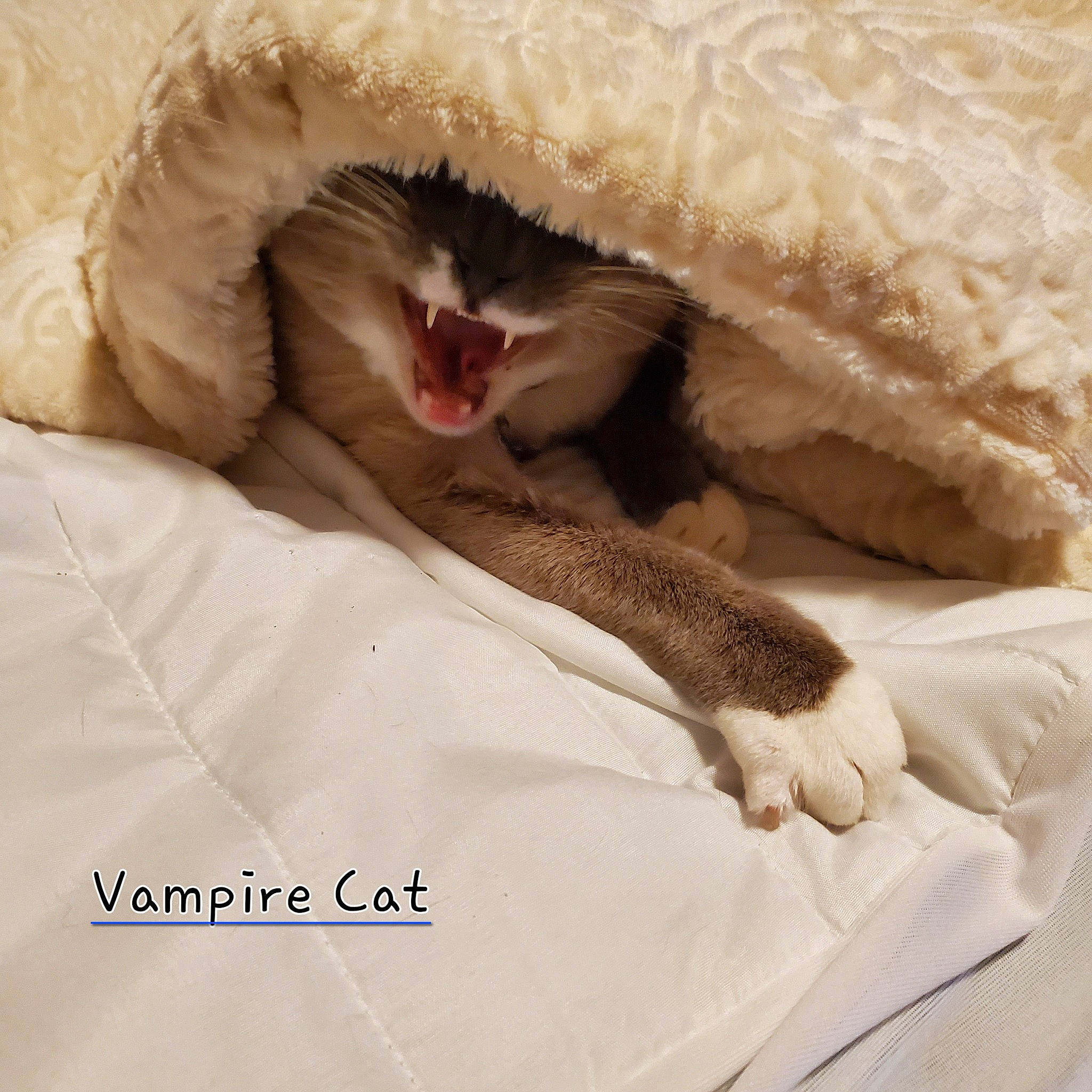 Kenai is registered to the contest to win money with this photo: bed, bedding, carnivore, cat, claw, comfort, domestic_short_haired_cat, duvet, fang, fawn, felidae, fur, linens, paw, small_to_medium_sized_cats, tail, terrestrial_animal, textile, whiskers, yawn