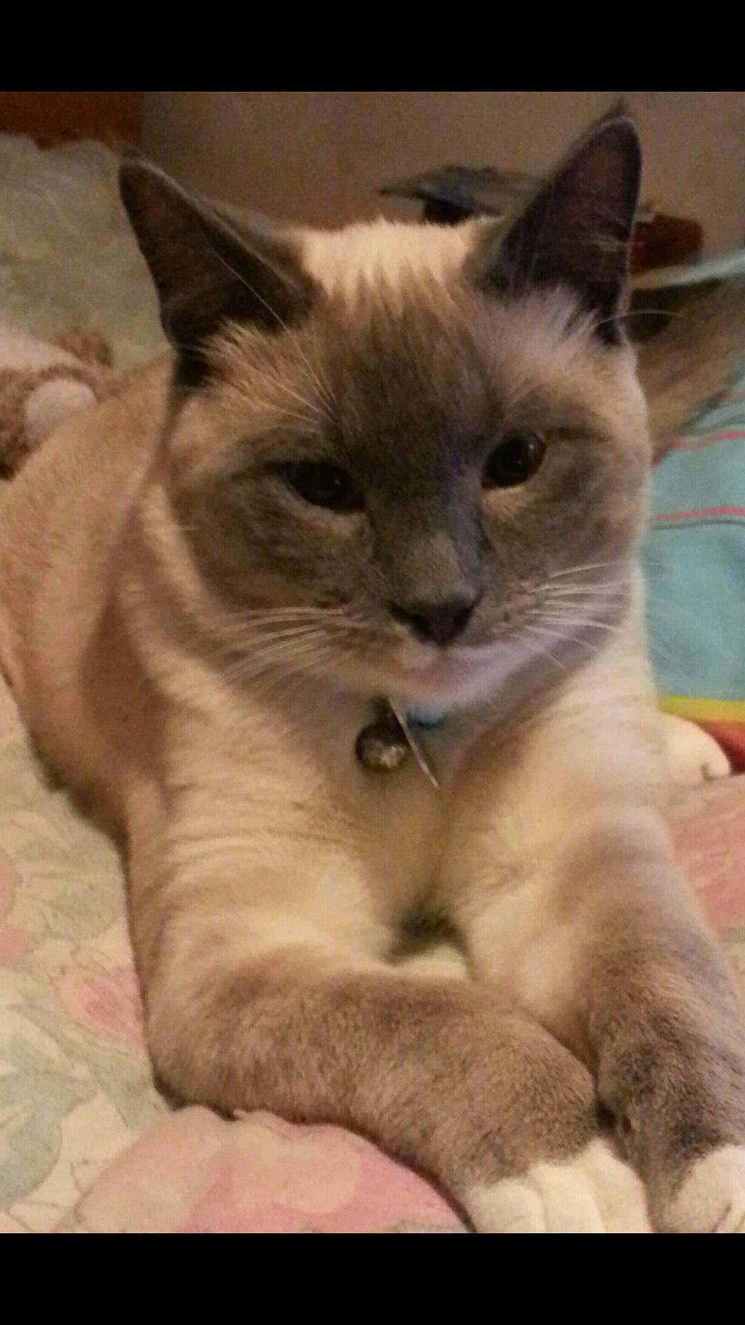 Kenai is registered to the contest to win money with this photo: carnivore, cat, claw, comfort, domestic_short_haired_cat, fawn, felidae, fur, paw, photo_caption, siamese, small_to_medium_sized_cats, snout, tail, terrestrial_animal, thai, whiskers, window