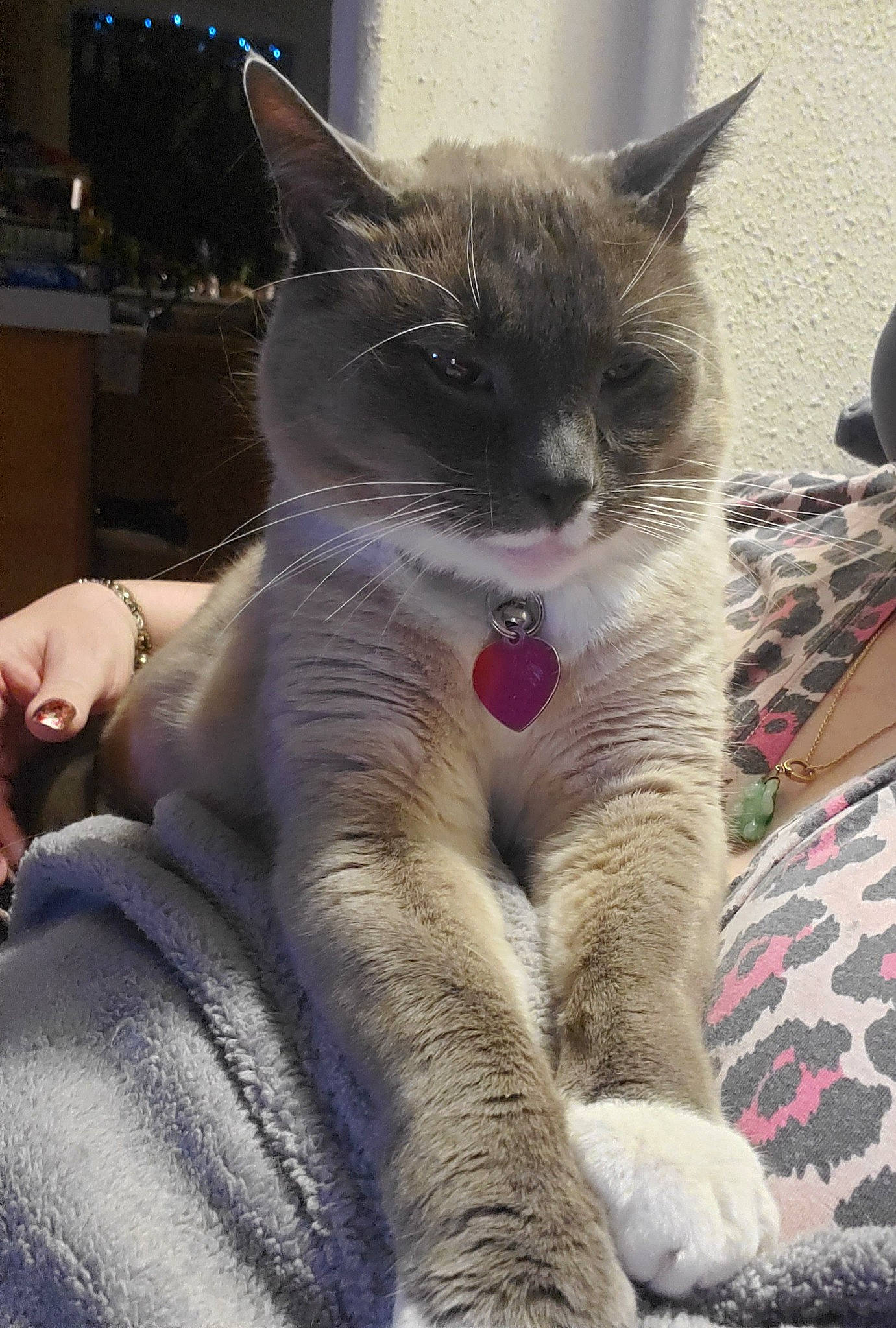 Kenai is registered to the contest to win money with this photo: carnivore, cat, claw, comfort, domestic_short_haired_cat, fawn, felidae, foot, fur, grey, human_leg, lap, nap, paw, sitting, small_to_medium_sized_cats, snout, tail, whiskers