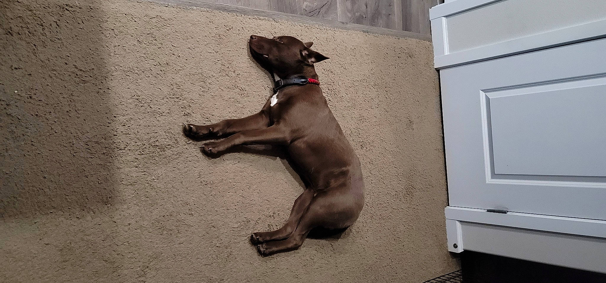 Kylo joined the competition — help win amazing prizes! canidae, carnivore, collar, companion_dog, dog, dog_breed, dog_collar, dog_supply, fawn, liver, non_sporting_group, paw, pet_supply, snout, sporting_group, tail, working_animal