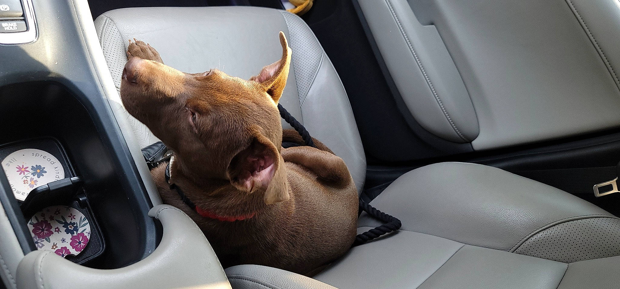 Kylo is registered to the contest to win money with this photo: auto_part, automotive_design, car, car_seat, car_seat_cover, carnivore, comfort, companion_dog, dog, dog_breed, ear, fawn, head_restraint, motor_vehicle, snout, steering_part, steering_wheel, vehicle, vehicle_door, whiskers