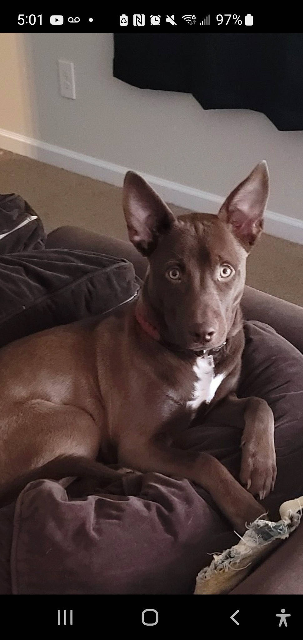 Kylo is registered to the contest to win money with this photo: ancient_dog_breeds, canidae, carnivore, comfort, companion_dog, dog, dog_breed, fawn, liver, non_sporting_group, sitting, snout, sporting_group, terrestrial_animal, whiskers, working_animal