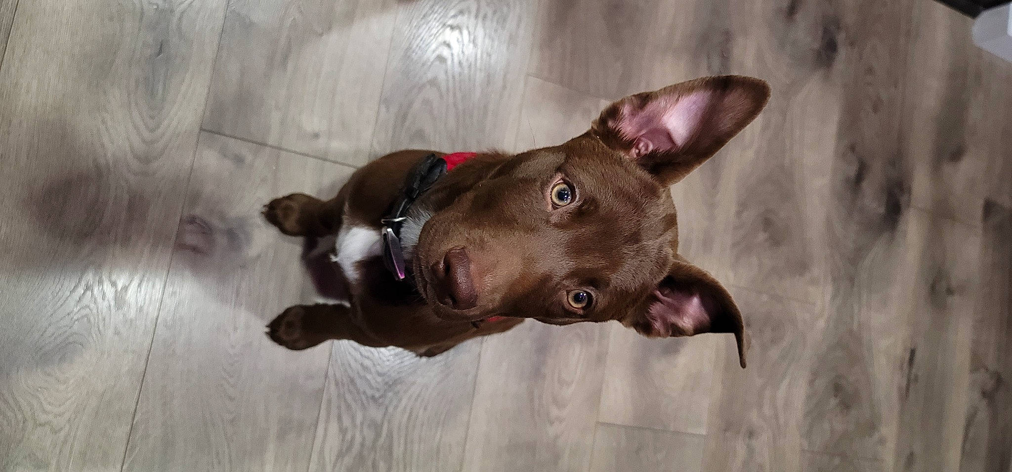 Kylo is registered to the contest to win money with this photo: canidae, carnivore, collar, companion_dog, dog, dog_breed, ear, fawn, felidae, liver, non_sporting_group, snout, sporting_group, tail, terrestrial_animal, whiskers, working_animal