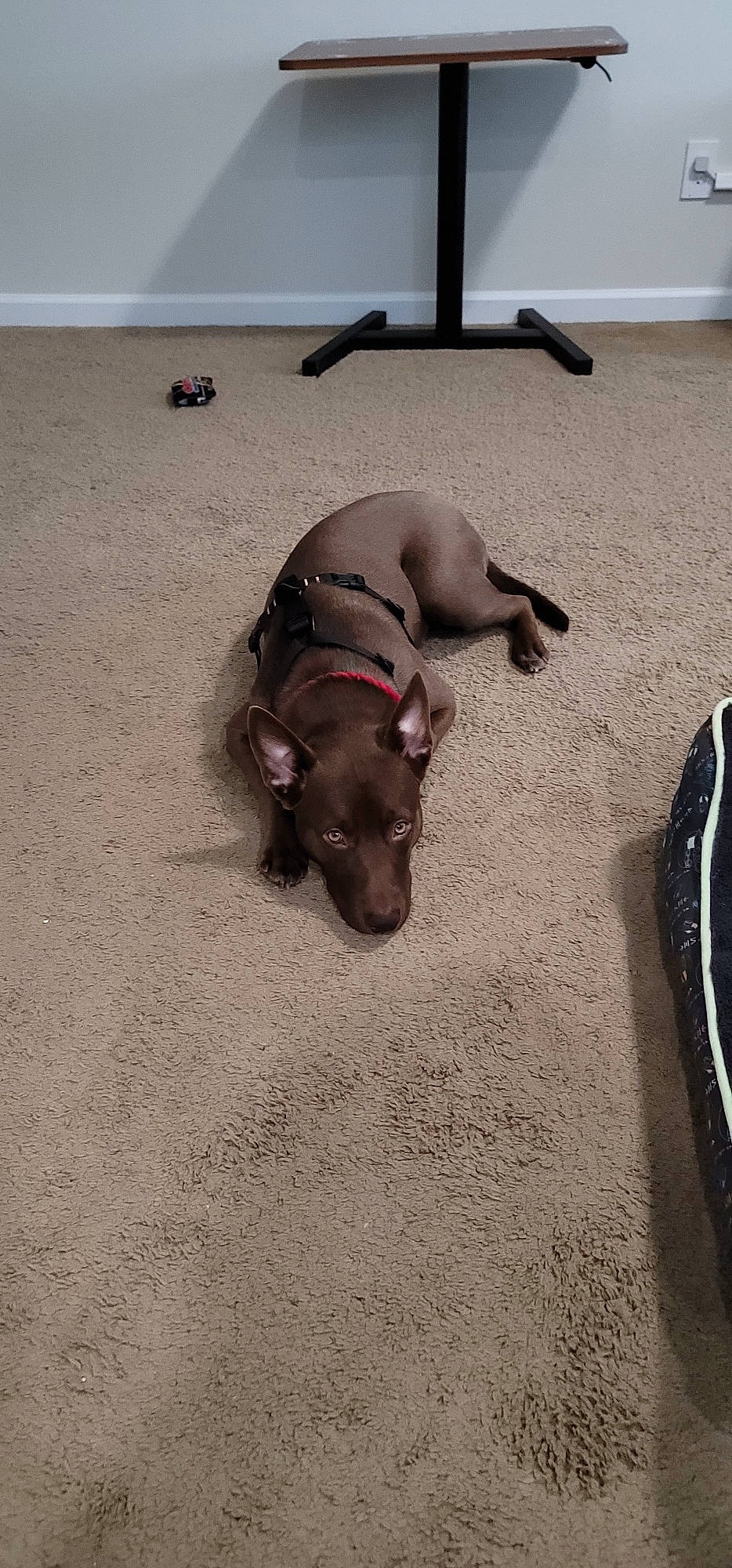 Kylo joined the competition — help win amazing prizes! canidae, carnivore, collar, comfort, companion_dog, dog, dog_breed, dog_collar, fawn, flooring, leash, liver, paw, pet_supply, sand, snout, sporting_group, tail, toy_dog, working_animal