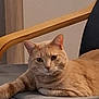 Unther Et Ubby participe au concours pour gagner de l'argent avec cette photo : abyssinian, angora, animal, armchair, cat, chair, couch, cushion, egyptiancat, furniture, homedecor, kitten, manx, pet, plywood, wood
