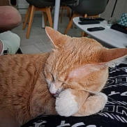 Unther Et Ubby a rejoint le concours — aidez-le/la à gagner de superbes lots ! animal, baby, cat, chair, computer, couch, electronics, furniture, indoors, interiordesign, laptop, mobilephone, pc, person, pet, phone, plywood, sleeping, table, wood