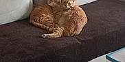 Unther Et Ubby participe au concours pour gagner de l'argent avec cette photo : animal, architecture, bed, bedroom, building, cat, coffeetable, couch, cushion, furniture, homedecor, indoors, interiordesign, kitten, livingroom, person, pet, pillow, room, table